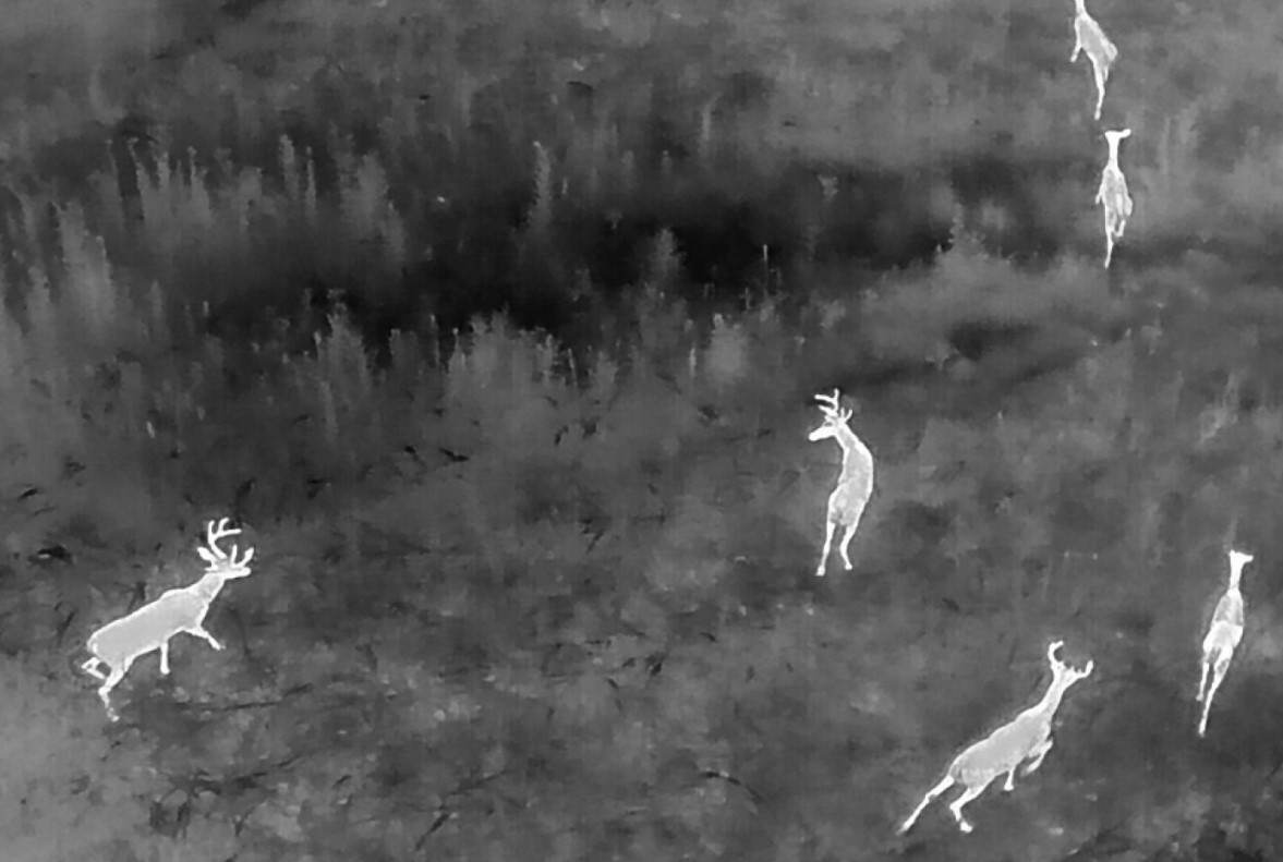 is-drone-deer-recovery-legal-in-alabama-1